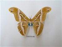 藏品(眉紋天蠶蛾)的圖片